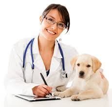Human Diseases in Dogs